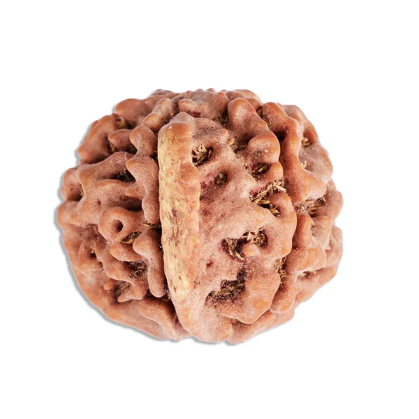 Ganesh_Rudraksha